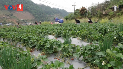  PỈ NOỌNG BẠI DÂN TỘC TÂY BẮC – LỒNG LÈNG HẾT KIN TỨ BẠI MÒN ĐÂY MJẢC CÚA TỈ FUÔNG