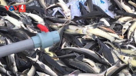 TUH GA MĂC BHRỢ BIL BAL LÂH 45 TẤN A XIU TẦM ĐHỊ CHR’VAL MĂNG ĐEN, TỈNH QUẢNG NGÃI