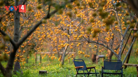 CHƯƠNG TRÌNH KHAY HENG TÀY-NÙNG  (Thứ Sáu, Vằn 28/11/2025)