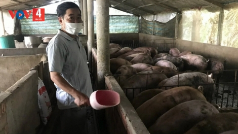 Hướng dẫn công tác đảm bảo an toàn và phát triển đàn gia súc sau bão lũ