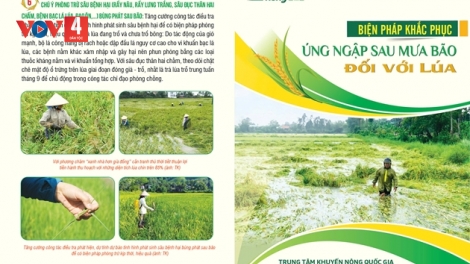 Biện pháp khắc phục úng ngập sau mưa bão đối với lúa