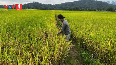 SLẢNH CAO BẰNG PANG CHỎI PỈ NOỌNG ĐĂM CHAY LĂNG PÀY PHÂN NOÒNG CẢI VẠ CHẮP XẶP BẠI PẢN FÁP TẢNG LÀN DÊN, DÁC HẨƯ BẠI TUA CÚA