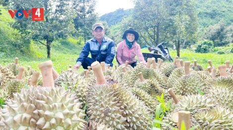 CHOH SẦU RIÊNG COH K’COONG CH’NGAI ĐÀ NẴNG