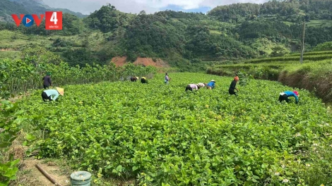 CHAY CO MỌN SLE LIENG MỌN VẠ HẾT MIỂN MẰN TOONG DÚ SLẢNH CAO BẰNG