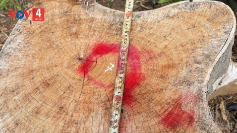 GIA LAI LÊY CHA MÊÊT TU BHIỆC 95HA CRÂNG CRÊÊ TA PA HƯ