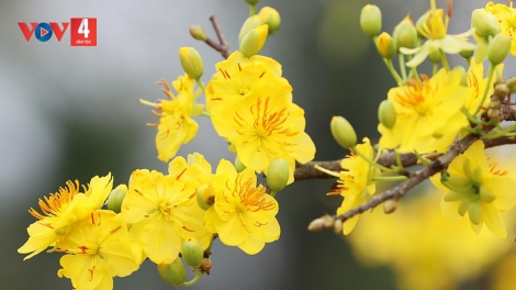 HƠNH DEH C'MOO T'MÊÊ 2026 -  Z'LÂH ZR'NĂH K'ĐHAP, PA DƯR LOOM MÂNG