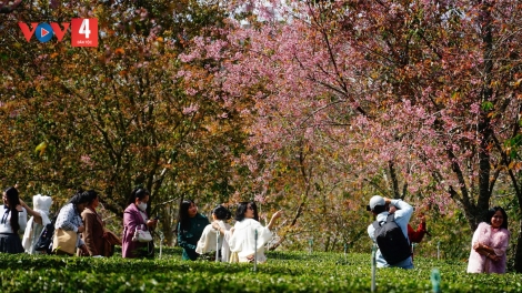 TƠƠP BHRỢ BH’RỢ BHUI HAR PÔ ANH ĐÀO ĐÀ LẠT - HA PRUỐT 2026