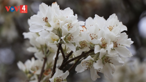 CHƯƠNG TRÌNH KHAY HENG TÀY NÙNG (Thứ Sáu – Vằn xo 9/1/2026)