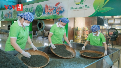 FẤN CHÈN HẾT CỐC PANG HẨƯ BẠI HTX DÚ THÁI NGUYÊN HẾT KIN VẰN HẲM ĐÂY