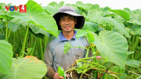 ប្រសិទ្ធភាពនៃទម្រង់ដាំត្រាវរបស់កសិករឃុំ Đại Hải