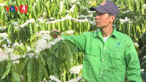 PỈ NOỌNG DÚ SLẢNH ĐẮK LẮK XÀY CĂN OÓC TỔNG NGÒI CHƯỚNG CÀ PHÊ CHANG BẠI VẰN HUA PI