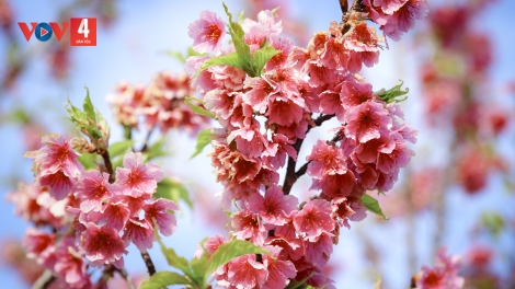 CHƯƠNG TRÌNH KHAY HENG TÀY-NÙNG  (Thứ 4-Vằn xo 04/2/2026)