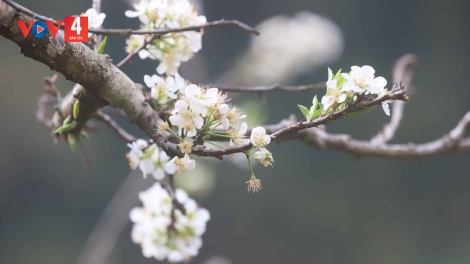 MỬNG XUÂN PI MẤƯ