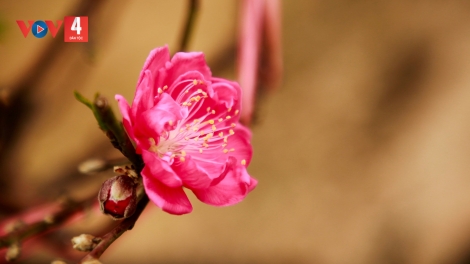 T'RUIH PA XƯL P'RA CƠ TU THỨ 4 T'NGAY 18/02/2026