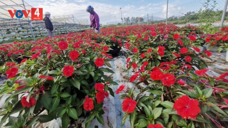 MANƯIH CHOH PÔ TẾT ĐHỊ ĐÀ NẴNG BHUI HAR ĐƯƠI BẤC NGAI CÂL