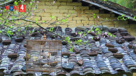 CHƯƠNG TRÌNH KHAY HENG TÀY - NÙNG (Thứ 5, vằn xo 5 bươn 2 pi 2026)