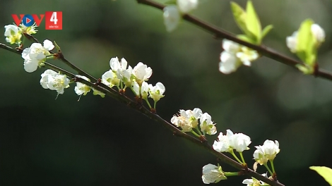 CHƯƠNG TRÌNH KHAY HENG TÀY - NÙNG (Thứ 5, vằn 19 bươn 2 pi 2026 - Xo 3 bươn Chiêng)