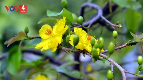 T'RUIH PA XƯL P'RA CƠ TU THỨ 7 T'NGAY 21/02/2026