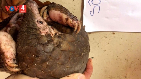 KHÁNH HÒA: BƠƠN COOP ANHI DIIC ĐIÊL BĂN CROỌL 4 P’NONG XONG CROH, K’RONG ĐƠC P’XOỌNG 1 P’NONG ÂI C’MĂP