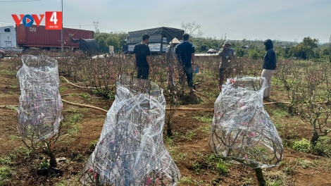 BJOÓC TÀO PHÔNG ĐÁO DÚ BÚNG ĐIN TÂY NGUYÊN