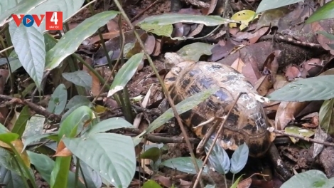 GIA LAI: P’LOH 17 P’NONG DZĂM CHÔ OOY CRÂNG CA COONG