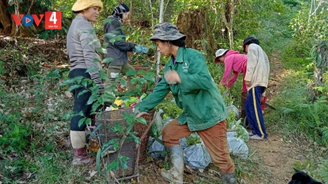 ĐHANUÔR CƠ TU BHRỢ CHA TING C’BHUH 
