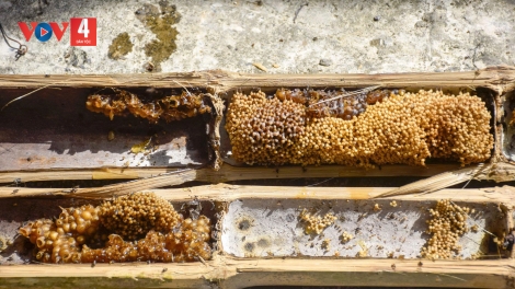 ប្រសិទ្ធភាពនៃទម្រង់ចិញ្ចឹមឃ្មុំក្នុងបំពង់ឫស្សីរបស់យុវជនខេត្តកាម៉ាវ