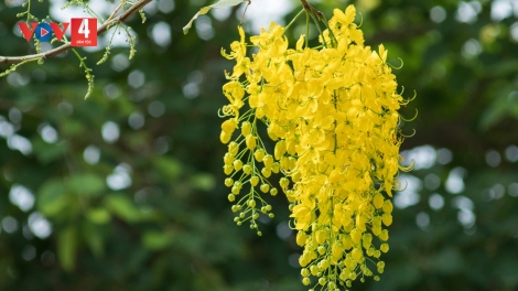 CHƯƠNG TRÌNH KHAY HENG TÀY - NÙNG  Thứ Ba, Vằn 14/04/2026