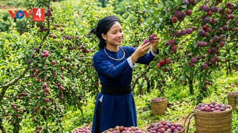 CHƯƠNG TRÌNH KHAY HENG TÀY- NÙNG  (Thứ Năm – Vằn 23/04/2026)