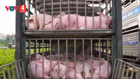 QUẢNG TRỊ: TẬP LƠI 100 P’NONG A’ỌC BOỌ PR’LUH PR’ZUÔH A’ỌC CHÂU PHI