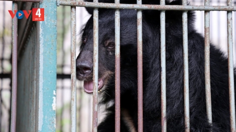 TRÔÔNG DẤC 4 P’NONG ZA RƯƠM TƠỢ TP.HCM ĐƠƠNG P’LOH OOY BẠCH MÃ