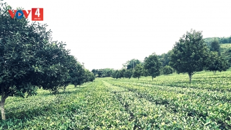 CHAY MẮC CA CHANG ĐON CHÈ PANG HẨƯ PỈ NOỌNG DÚ SLẢNH LÀO CAI HẾT KIN ĐẢY HẲM ĐÂY