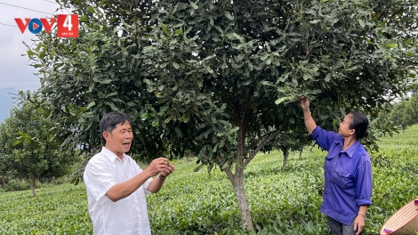 MĂC CA CHOH C’CHĂL LÂNG CHÈ 