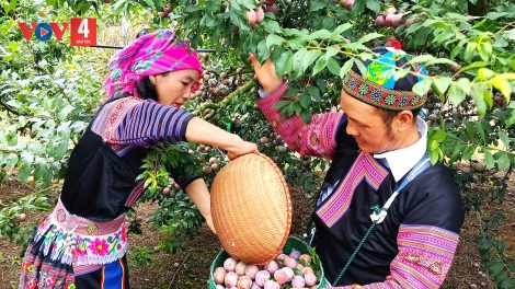 Sôi động ngày hội mận xã Lóng Phiêng 