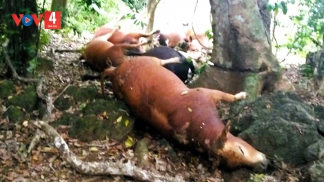 GRÂM TEH 14 P’NONG K’ROỌC ÂNG 6 PR’LOỌNG ĐHANUÔR ĐHỊ CHR’VAL DA DING CA COONG QUUẢNG TRỊ