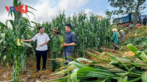 Liên kết trồng ngô sinh khối, "thay áo mới" cho buôn làng
