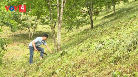 “Kỹ sư nông dân” Vi Hoàng Sơn đánh thức những triền đồi hoang hóa