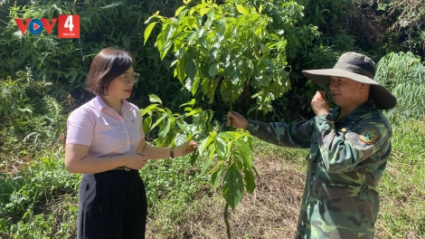 Đồng vốn chính sách trên những triền đồi Phú Thọ (Kỳ 3): Gắn dòng vốn với lợi thế từng vùng đất