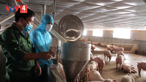 Đắk Lắk cảnh báo nguy cơ bùng phát dịch bệnh trên đàn vật nuôi