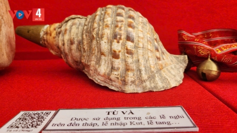 Tù và ốc biển của người Chăm