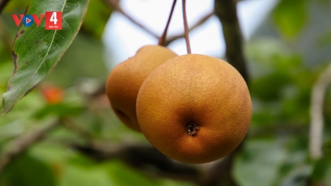 CHƯƠNG TRÌNH KHAY HENG TÀY - NÙNG (Thứ 6, vằn 28 bươn 8 pi 2026)