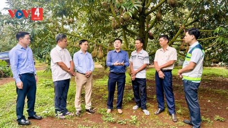 Trung tâm Khuyến nông Quốc gia hỗ trợ mã số vùng trồng để xuất khẩu nông sản