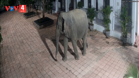 Voi rừng xuất hiện tại khuôn viên trường học ở Sơn La