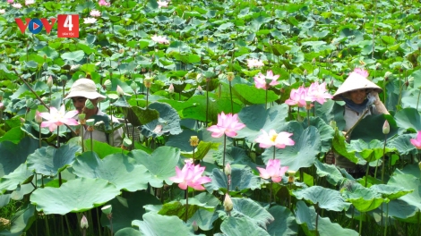 SEN ĐỒNG THÁP – C’LEH VĂN HÓA TƯƠC PR’ĐƠỢ HA DƯR