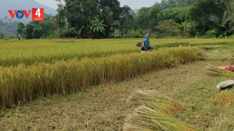 M’MA HA ROO ST25 ƠY VÊY COH CLUNG RUÔNG COH DA DING CA COONG