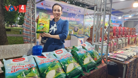 Hạt gạo Séng Cù: Từ cánh đồng hữu cơ đến chuỗi giá trị bền vững