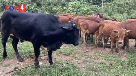 CƠNH BĂN K’ROỌC R’RƯAH
