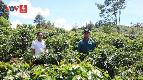 QUẢNG NGÃI PA DƯR NHÂM MÂNG TƠƠM CÀ PHÊ