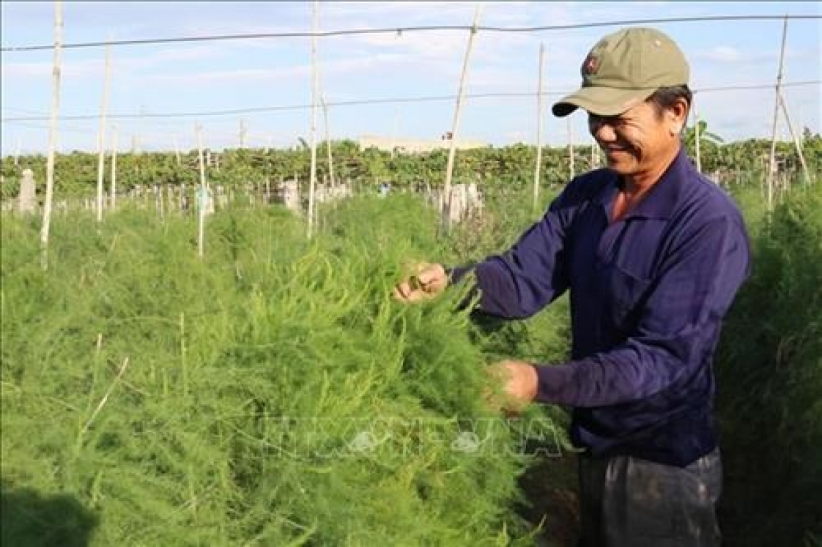 Meng pala măng tây, HTX mek tame jien triệu yaok harei