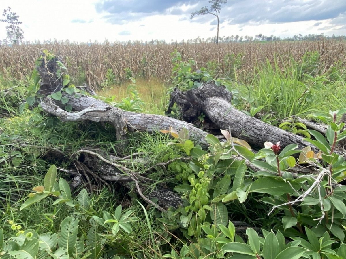 Uă chi brê geh tờm dờng bơh 30 tus 40 phơng, jơnhoa bơh 3 tus 4 thơk gơtìp kơl gơ pừ jơh